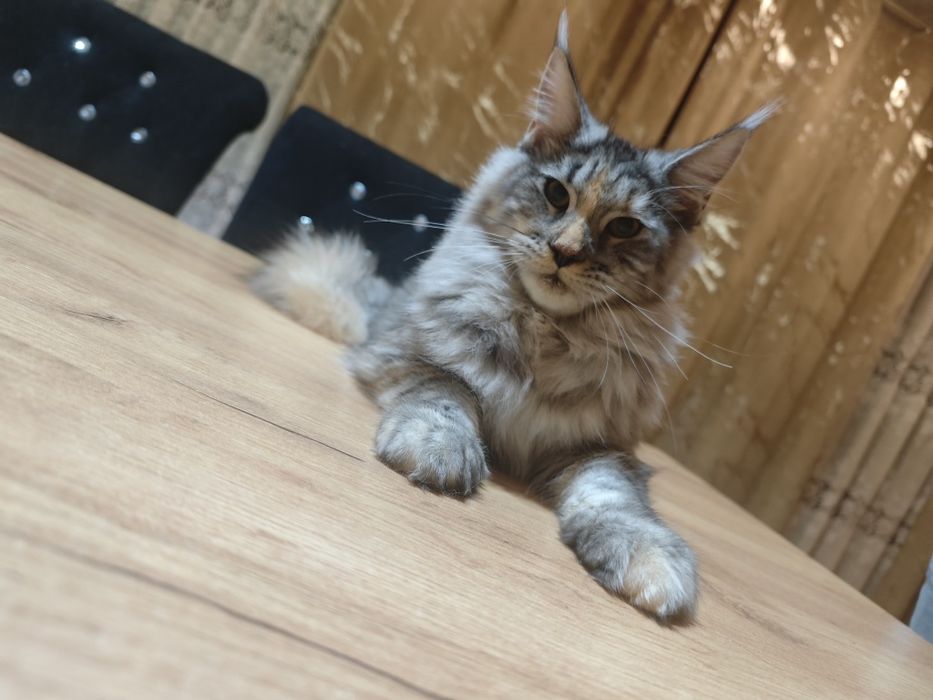 Melisa- cudowna Kotka Maine Coon z kolorowymi łapkami / FPL