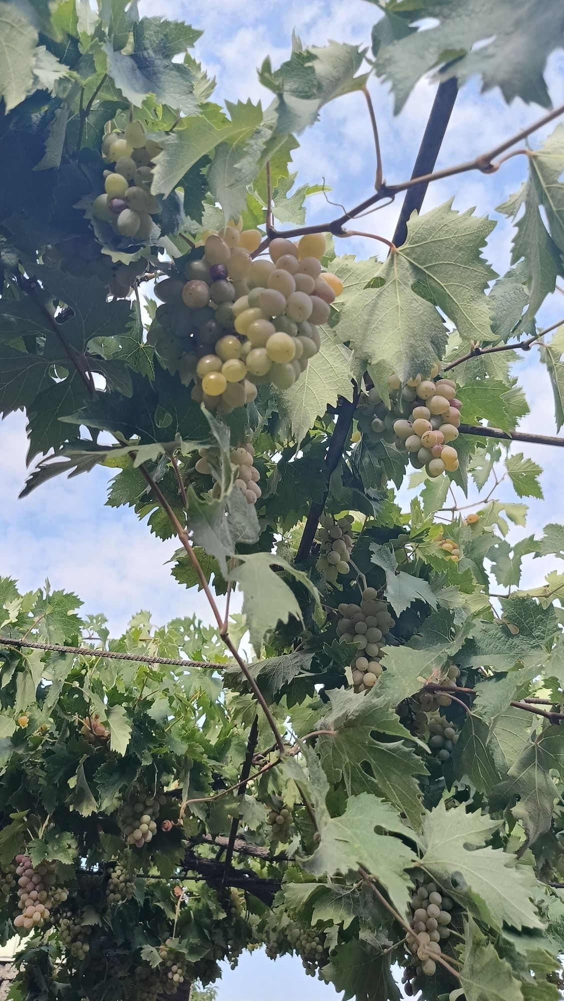 Продам виноград очень сладкий