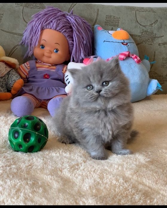 Прямовуха дівчинка хайленд