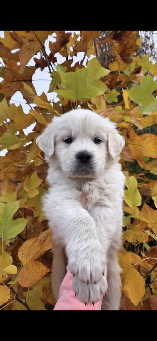 Golden Retriever piesek