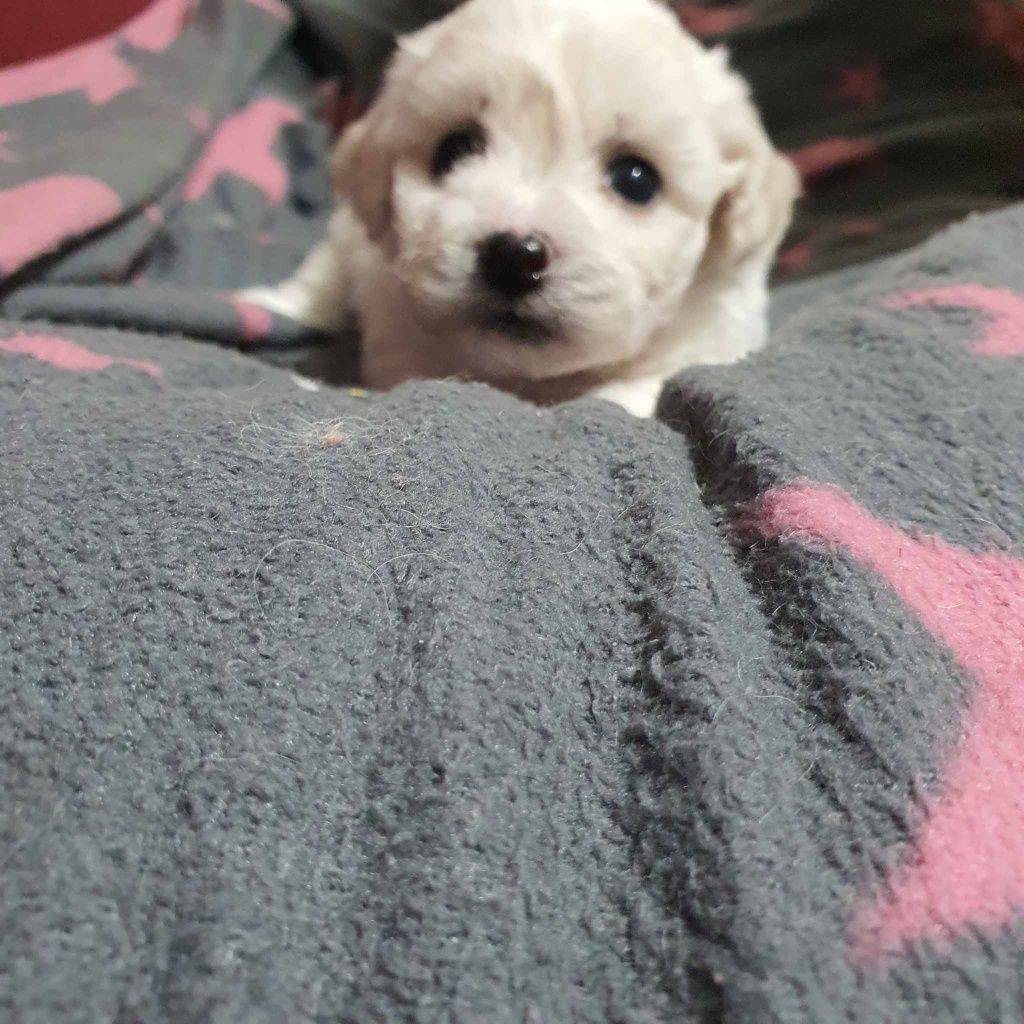 Bichon frise szczeniak piesek