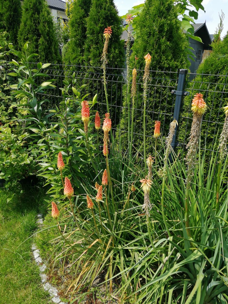 Trytoma groniasta Kniphofia 3 doniczki z sadzonkami, kępy, nadwyżki