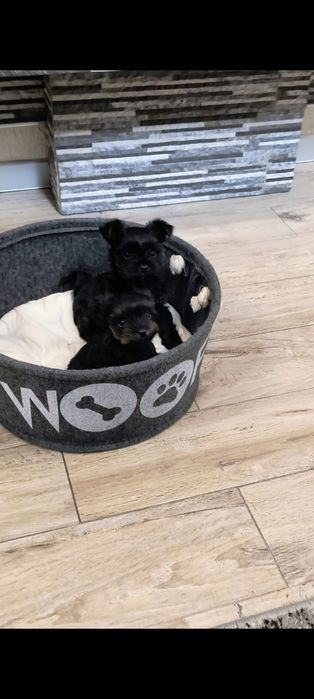 York terrier Simba piesek drobniutki