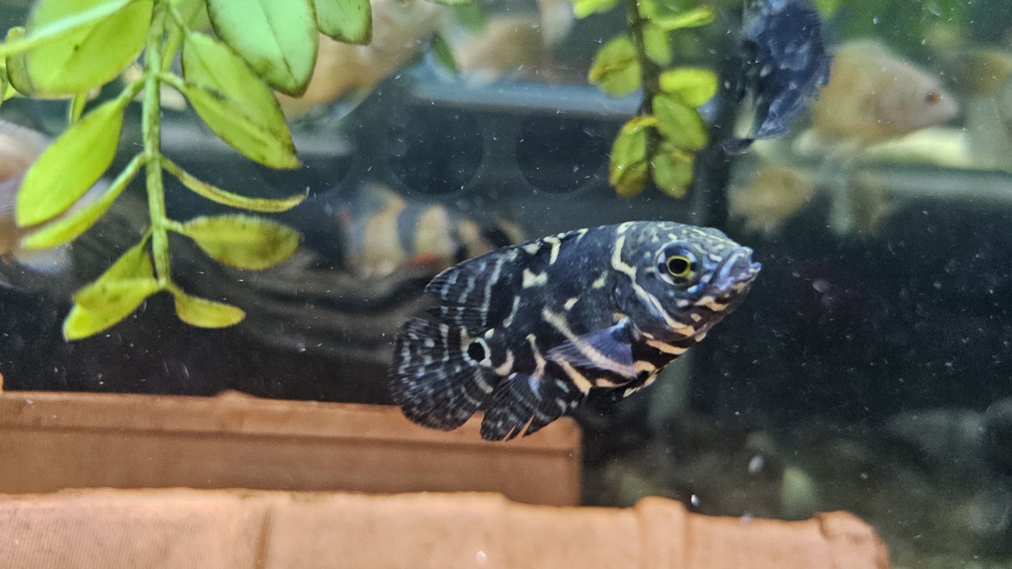 Oscares albino ruby/ mikoljii