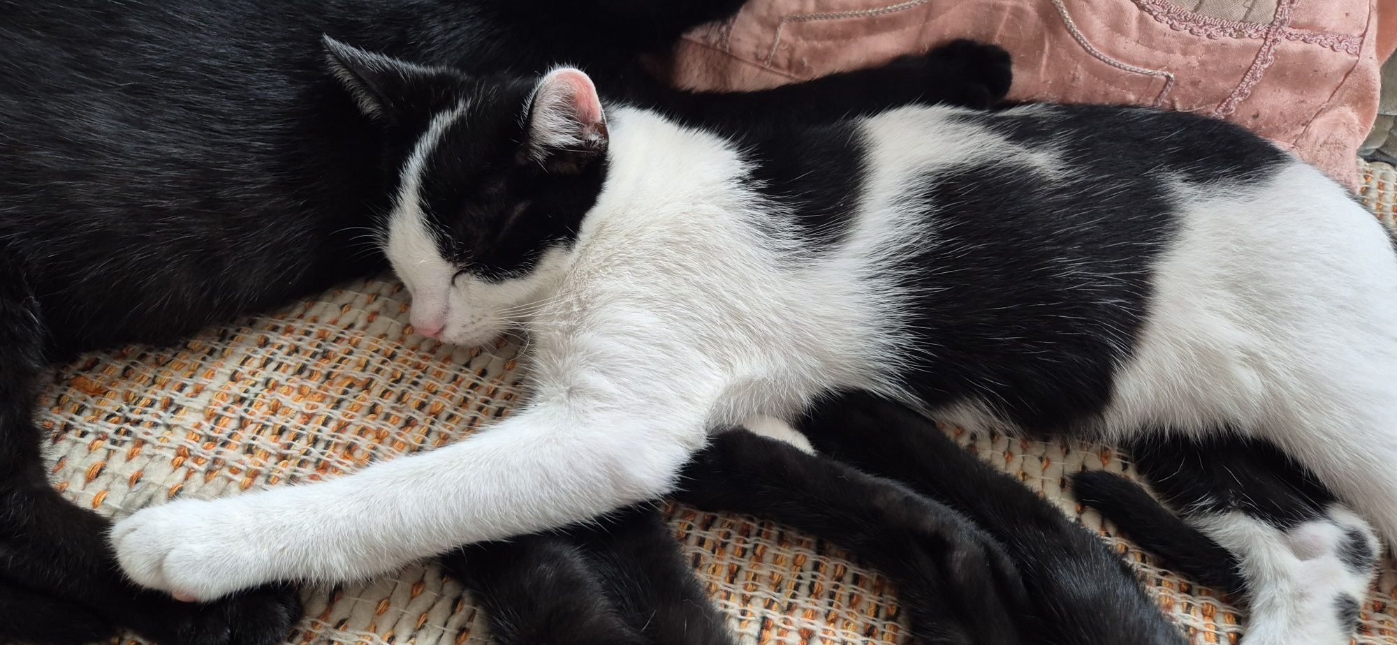 Małe kociaki do adopcji
