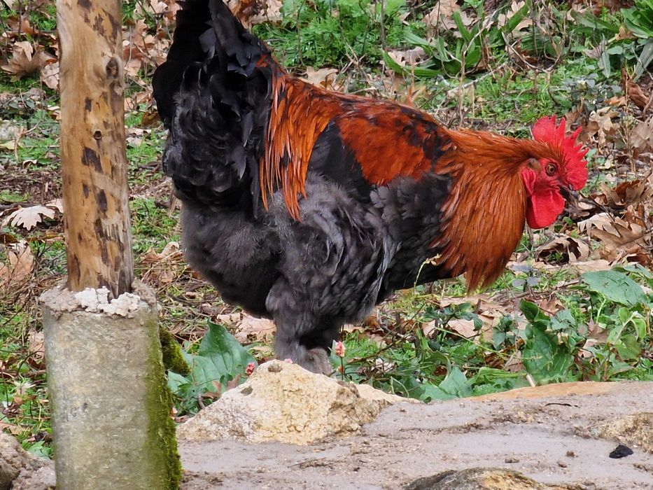 casal reprodutor de raça maran