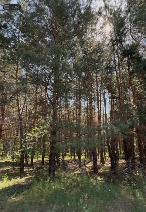 Продам дві ділянки у лісі з виходом до р.Орель, Царичанський район.