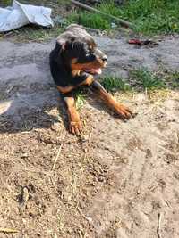 Suczka rottweiler