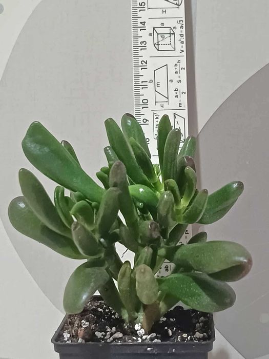 Хавортія, молочай, шлюмбергера