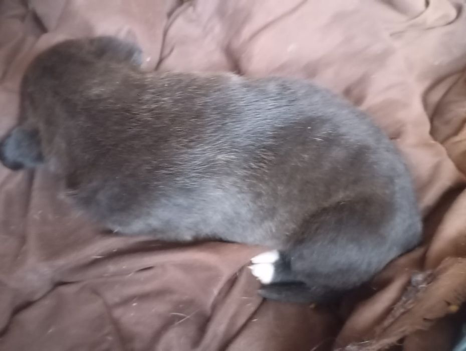 Пітбулі безкоштовно, в добрі чуйні руки