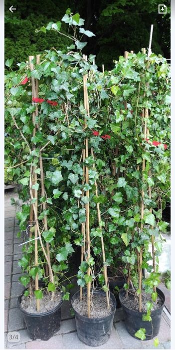 Szybki Żywoplot Bluszcz Hedera Helix