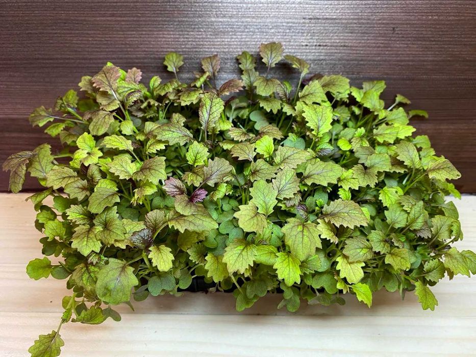 Мікрозелень в наявності! (більше 20 культур)