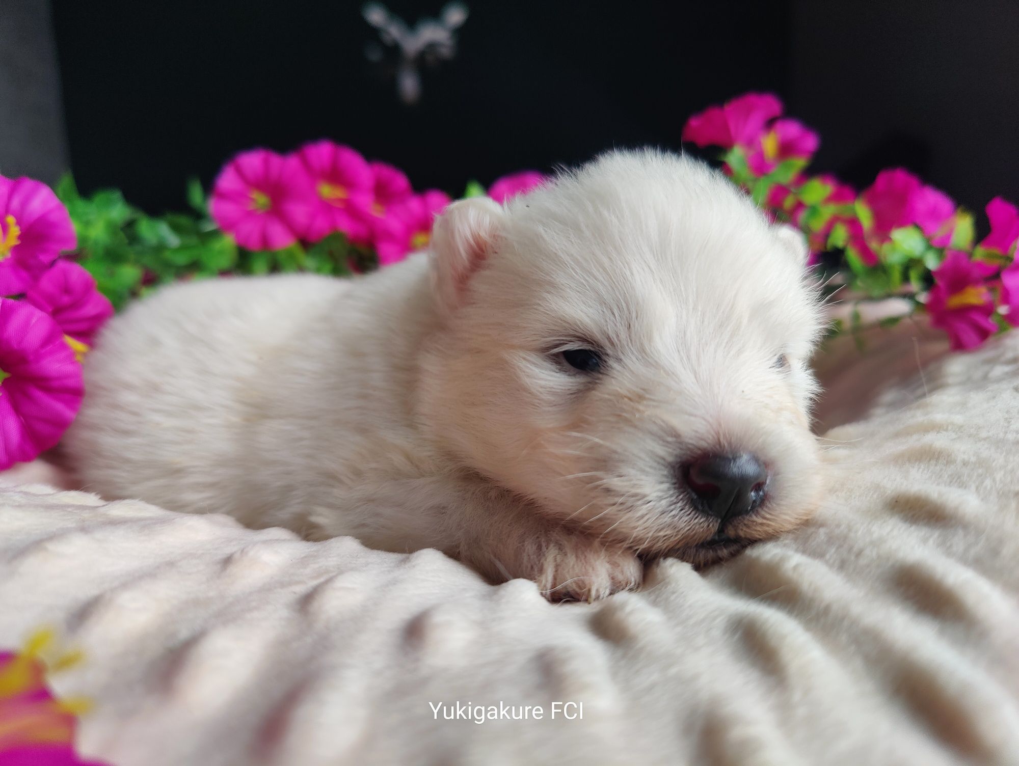 Samoyed FCI/ZKwP - suczka