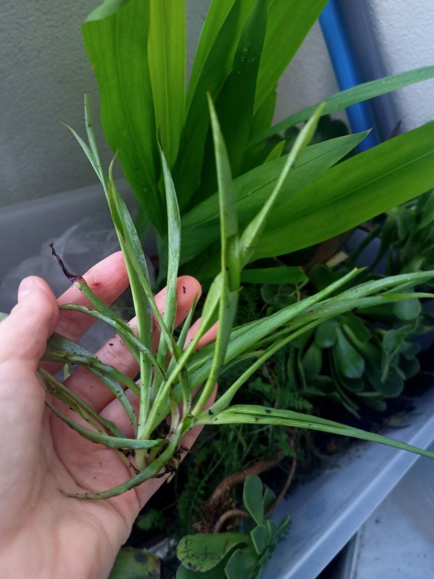 Conjunto de 3 plantas