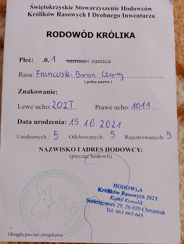 Sprzedam dużą piękną samice Francuski Baran i z rodowodem.