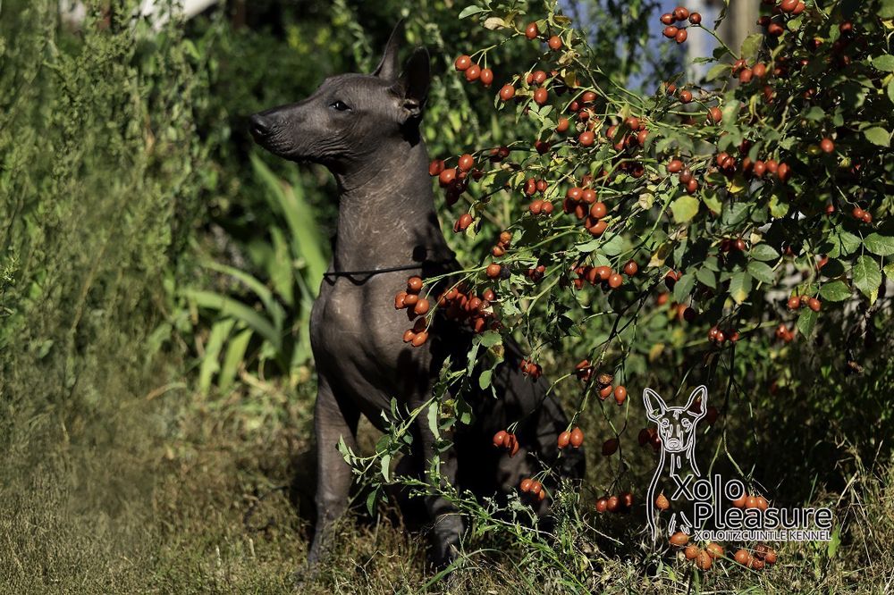 Мексиканський голий пес