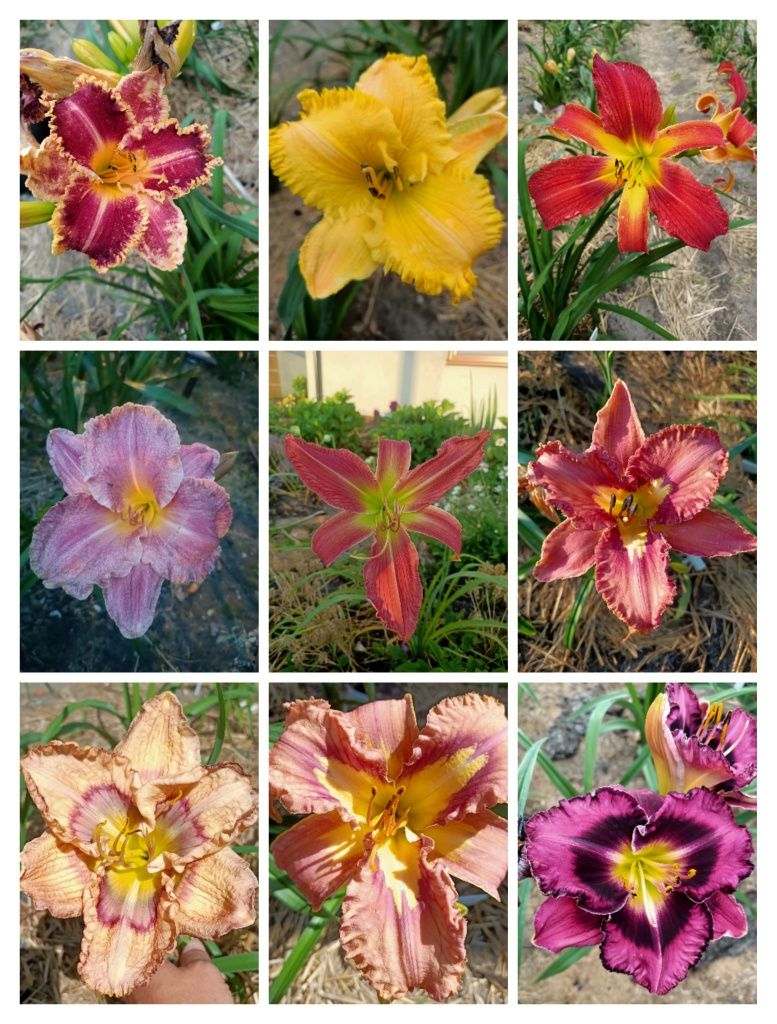Liliowiec, liliowce