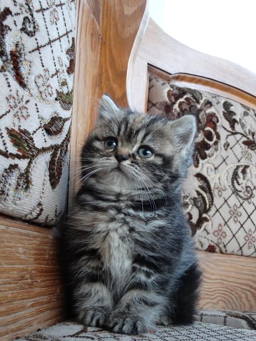 Kot, Kotka szkocka złoto czkoladowa tabby
