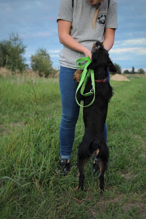 Twix – wierne psie serce szuka kogoś, kto go pokocha