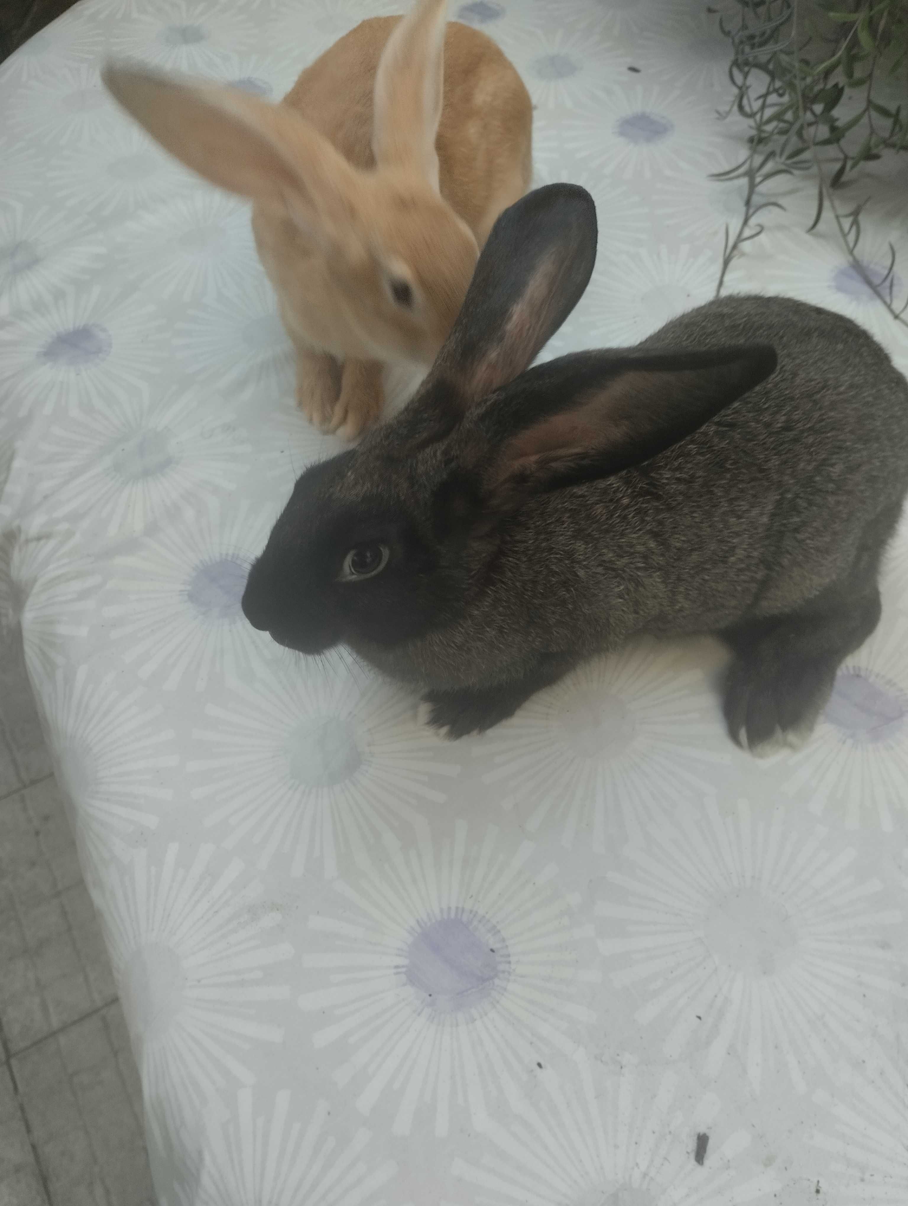 Coelhos boa raça