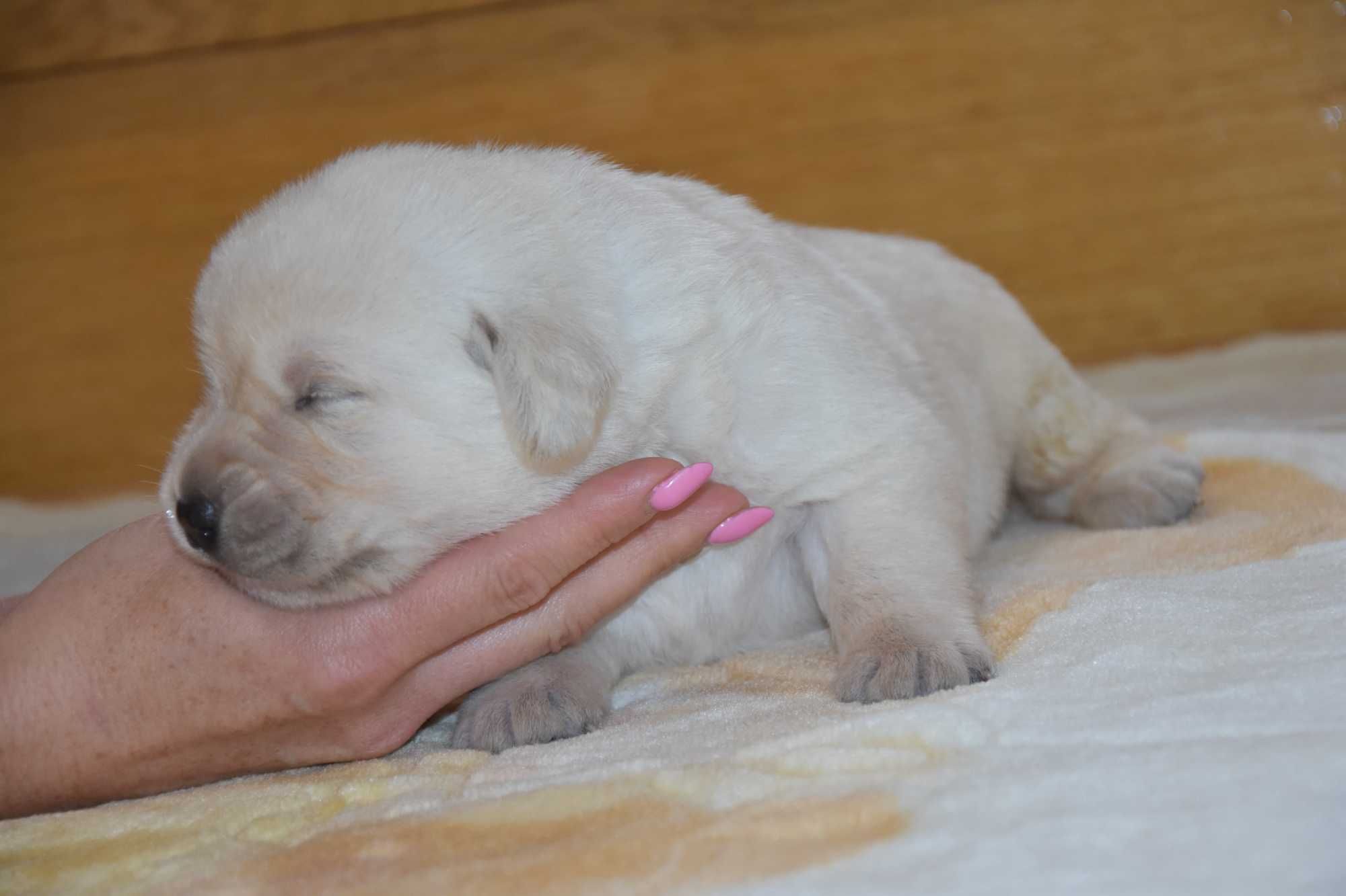 szczenię Labrador Retriever ZKwP/FCI