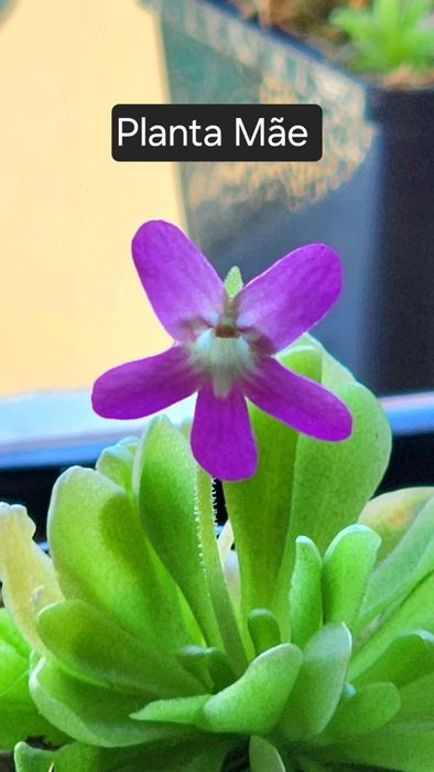 Pinguicula ehlersiae (planta carnivora mexicana)