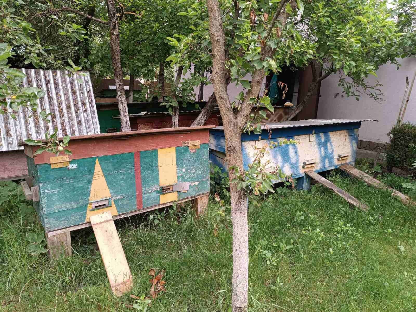 Продам пасіку вулики з бджоло свмями