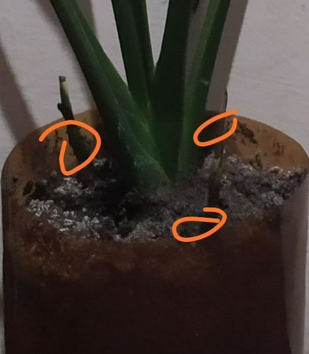 Продам цветок спатифиллум