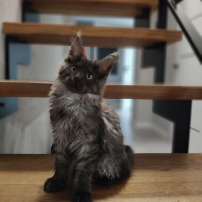 Piękna Koteczka Kiara Maine coon