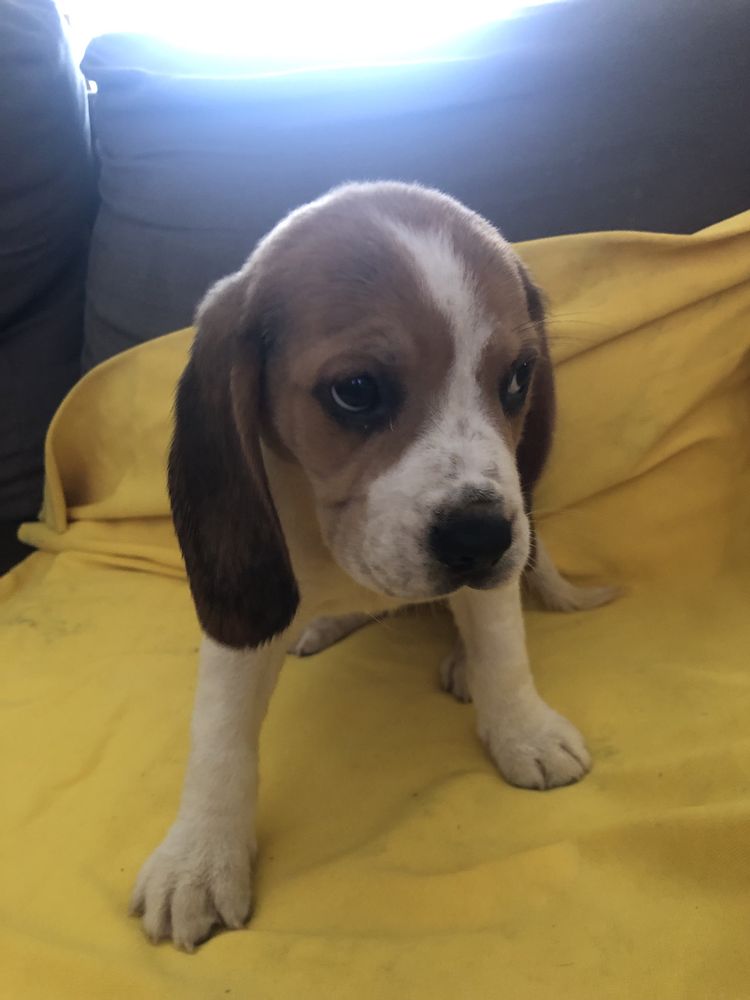 Beagle. Pronto para entrega. Vacinado e desparasitado. Pais a vista.