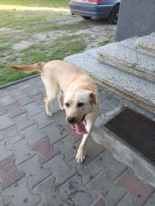 Labrador Retriever z Rodowodem