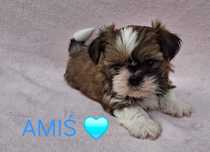 Piesek Shih-Tzu rezerwacja