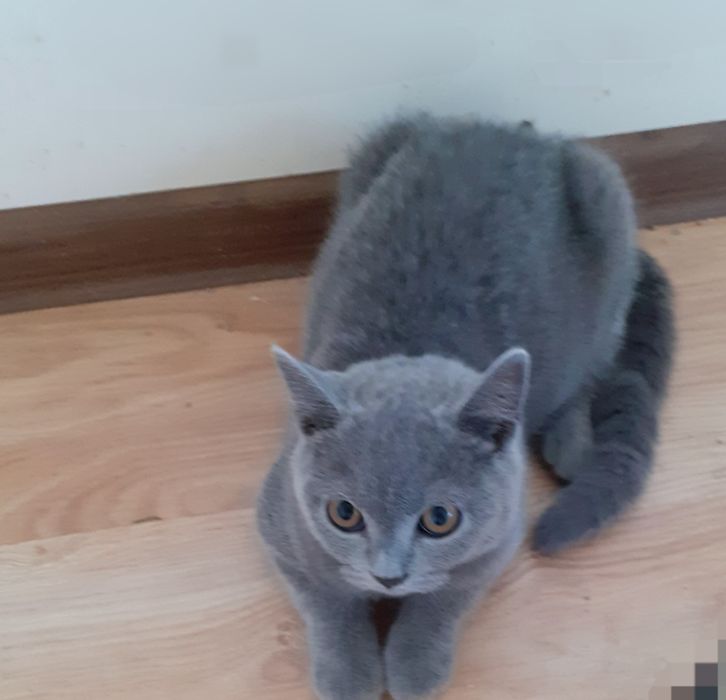 Kot brytyjski niebieski bicolor