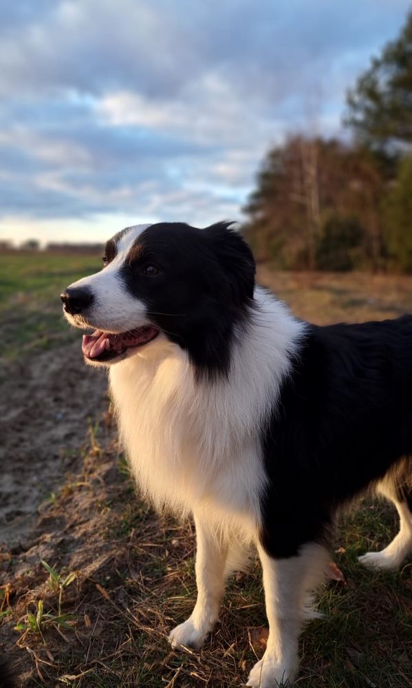 Piękny reproduktor border collie FCI ZKwP Zlatan Vanilla Heaven