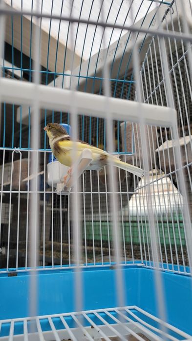 Vendo canários timbrados,Harze e quatro  vermelhos.