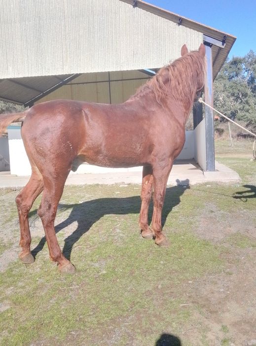 Cavalo muito masso montado e engatado