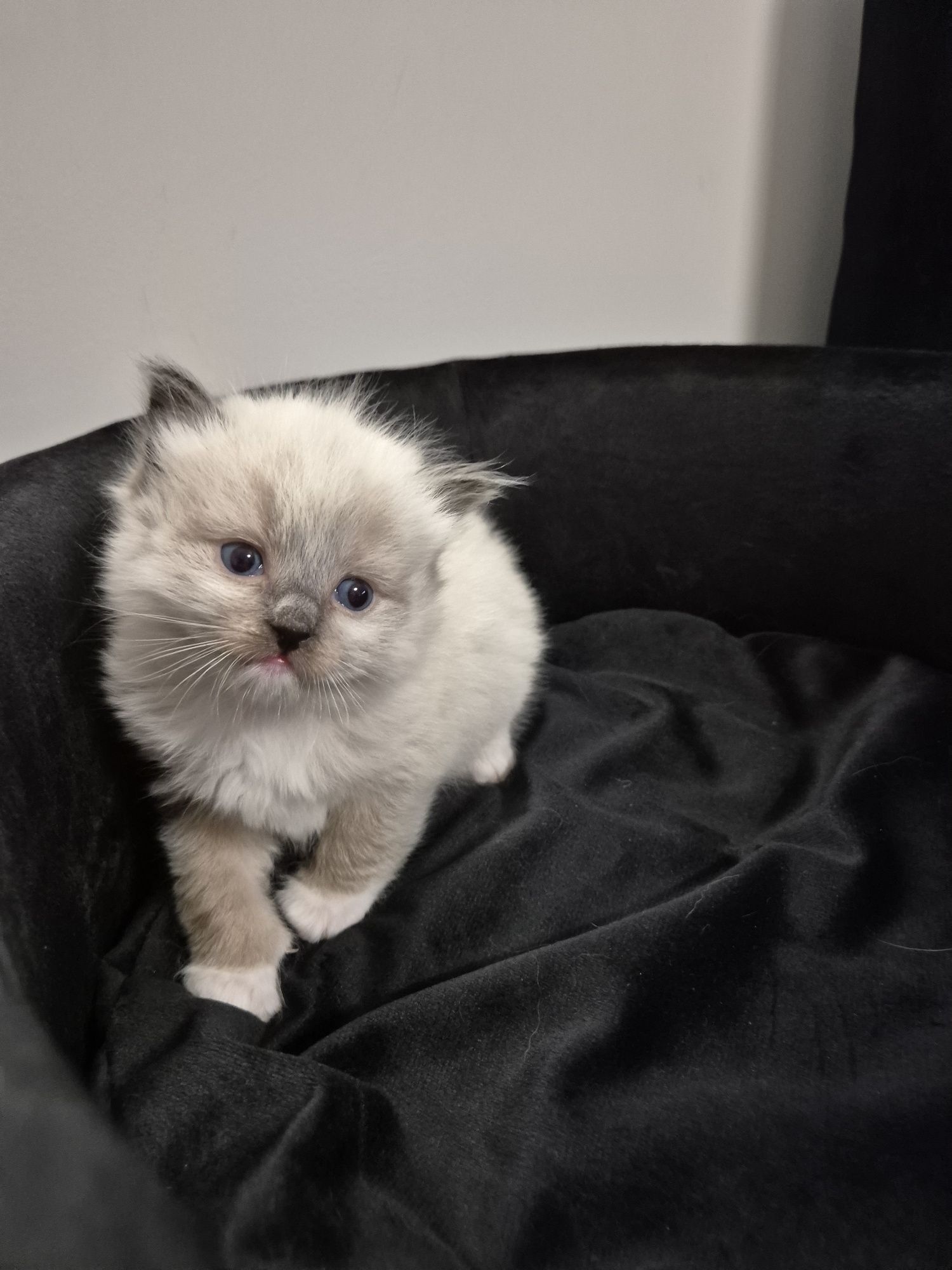 Kocurek ragdoll FPL seal mitted