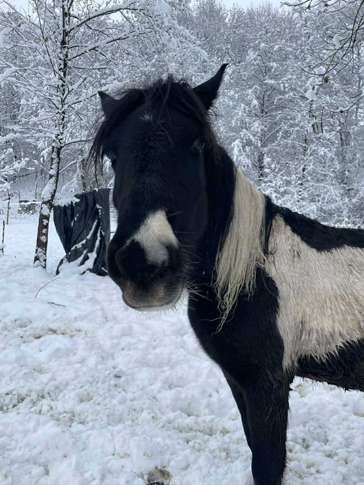 Przepiękna klacz srokata tinker z kucem walijskim