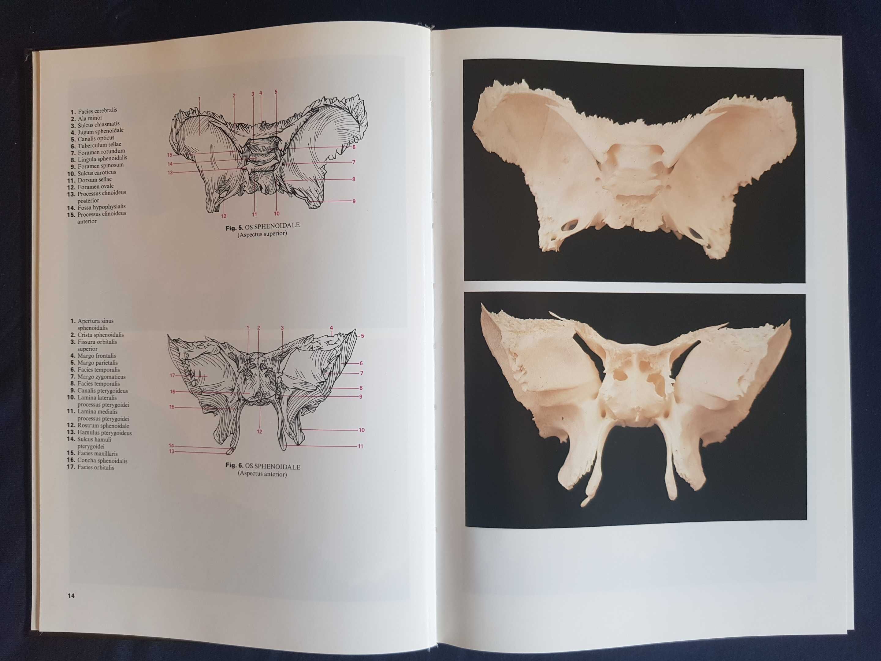 Atlas anatomii człowieka Janos Vajda 2 tomy