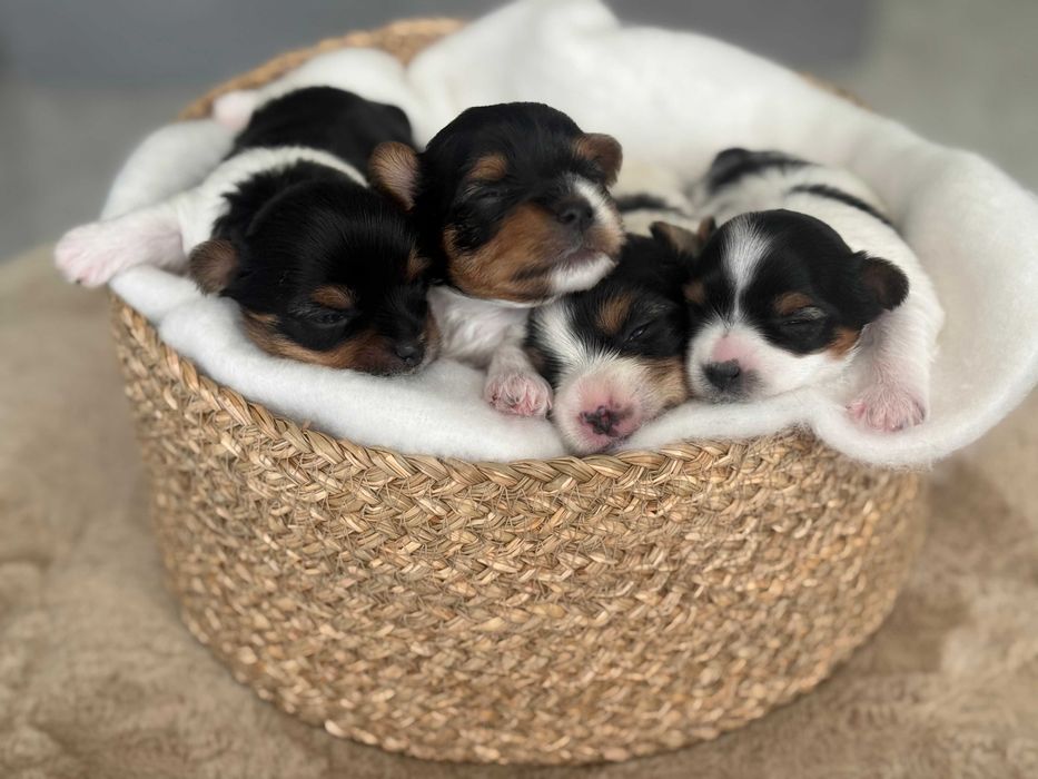 Yorkshire terrier Biewer , York , metryka ZKwP FCI , mały piesek Hugo