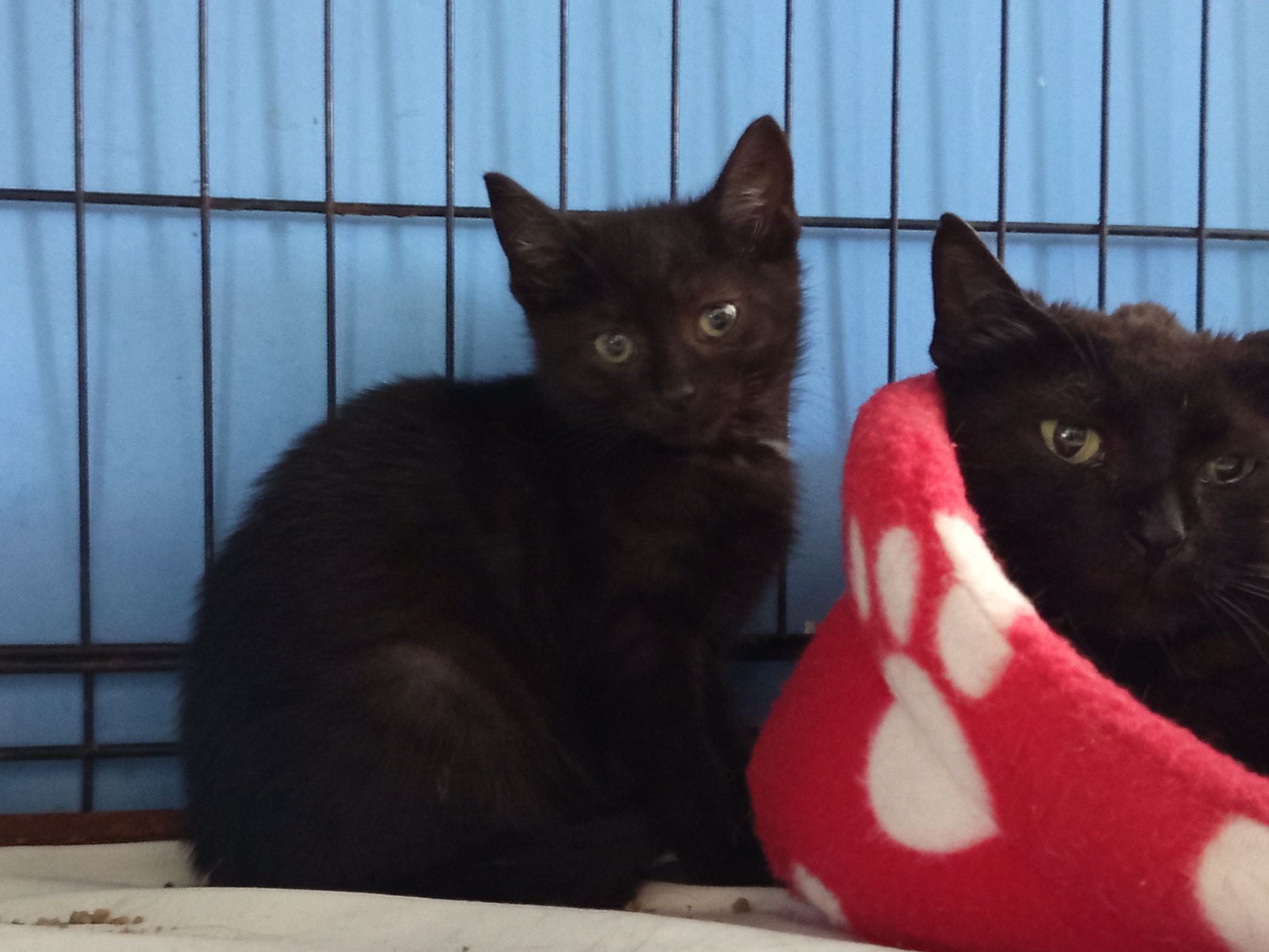 Czarna Viki poleca się do adopcji