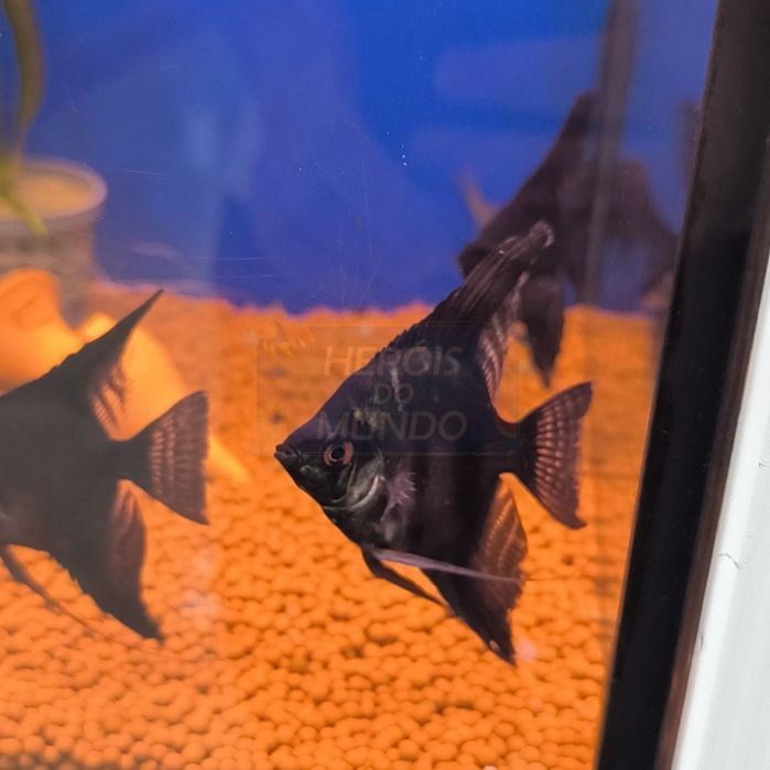 Escalar Negro Seleção (Pterophyllum Scalare)