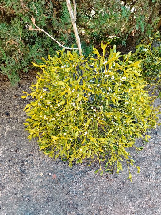 Jemioła kula całość