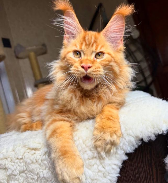 Кошенята на продаж