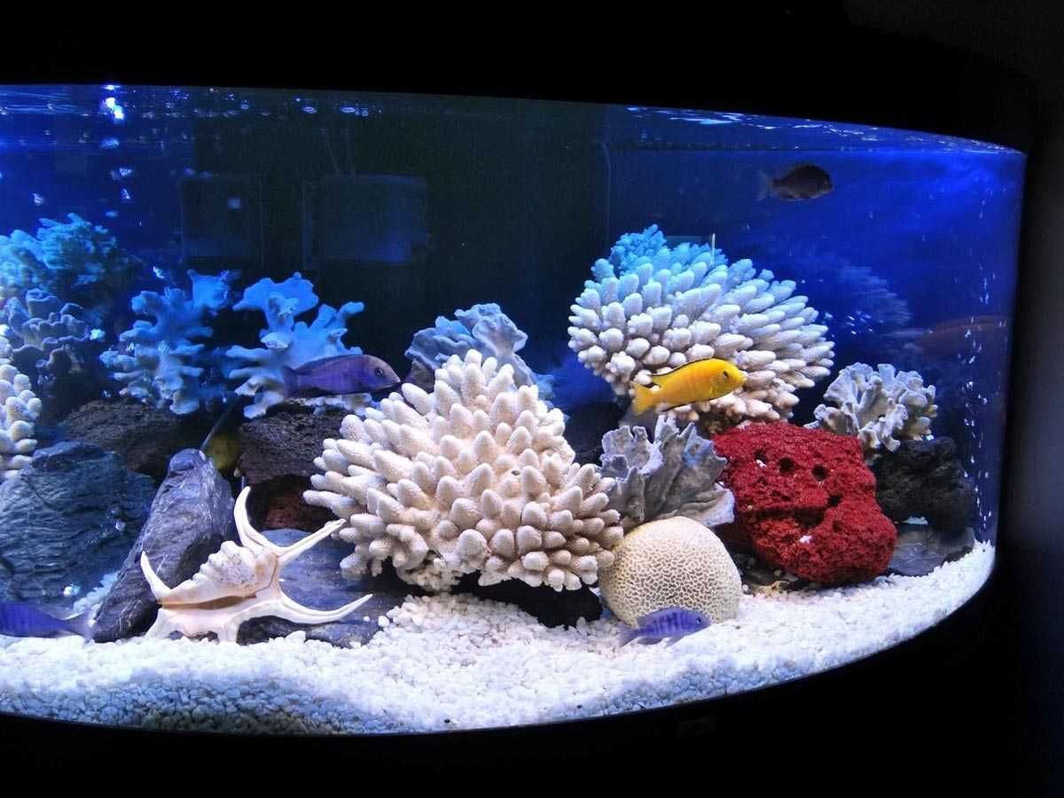 Коралл натуральный,морской.
