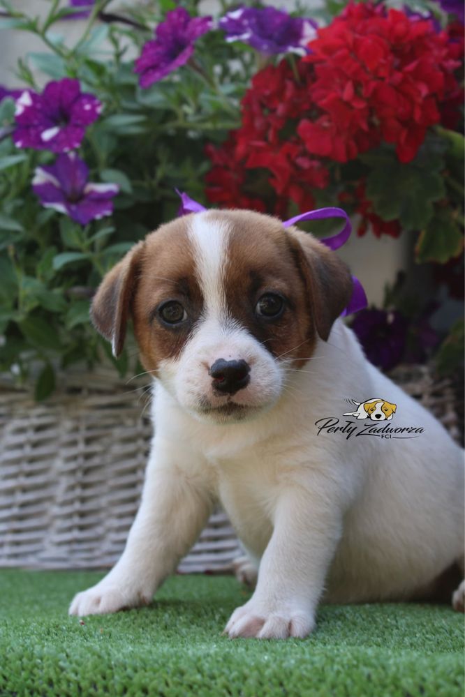 Suczka Jack Russell Terrier*ZKwP FCI*Gotowa do Odbioru