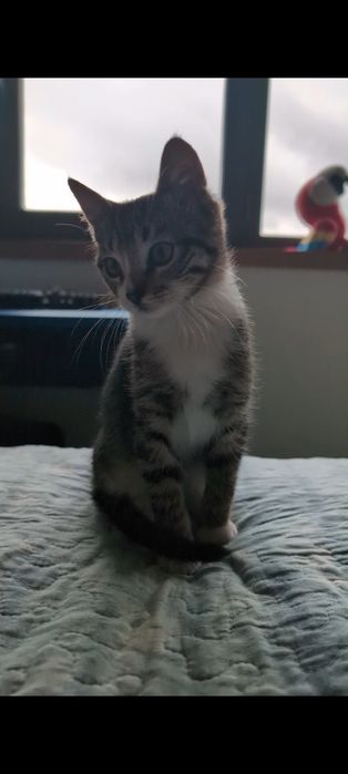 Gatinho Macho Adoção