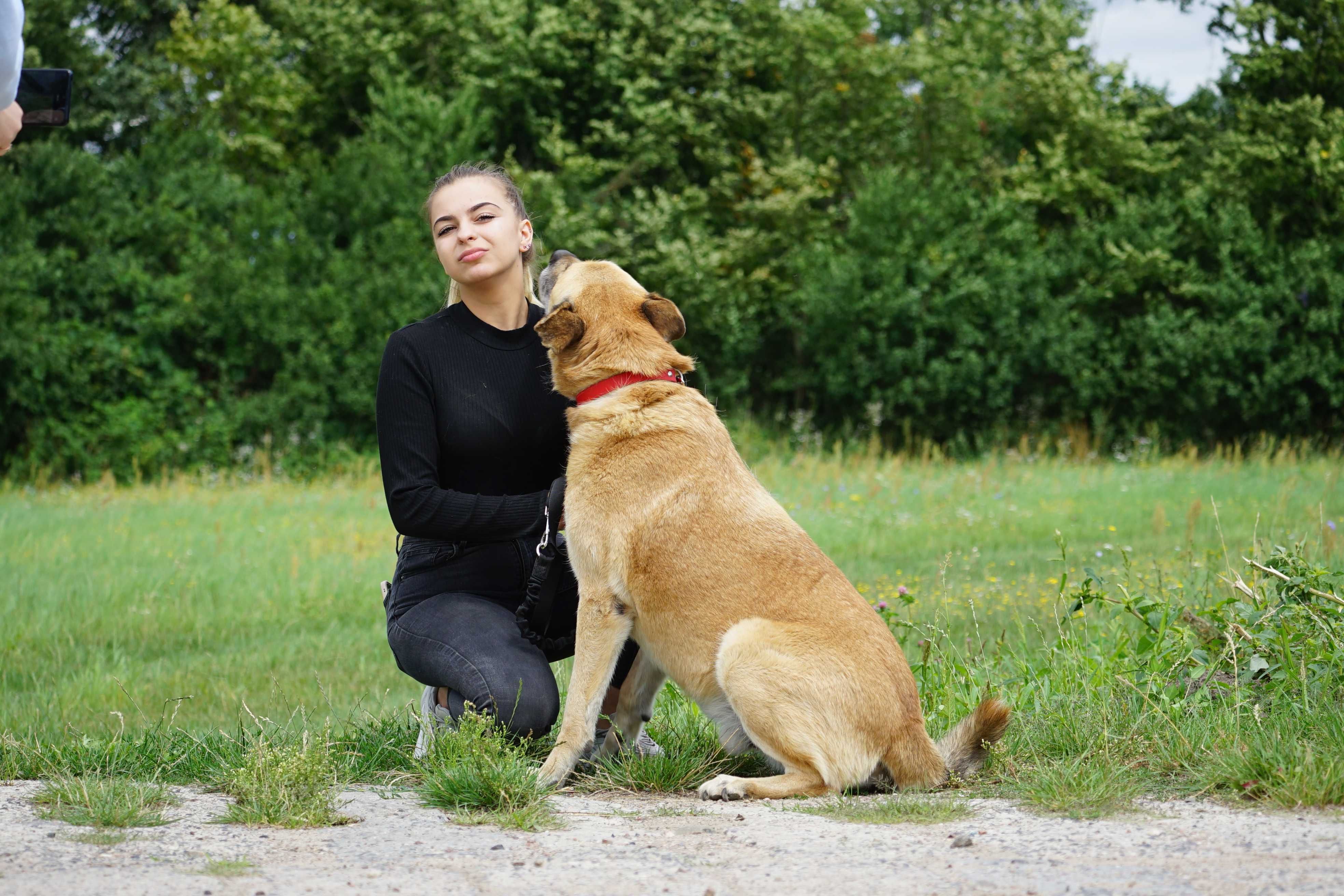 Flop - duży, uroczy pies szuka domu