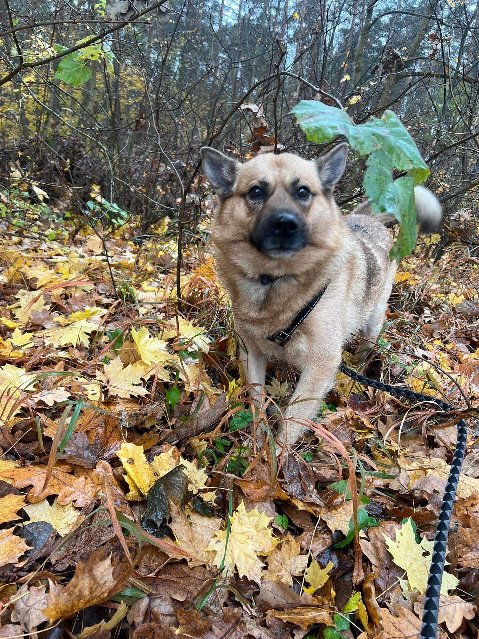 MAILO typ: Akita, 28kg, 5 lat