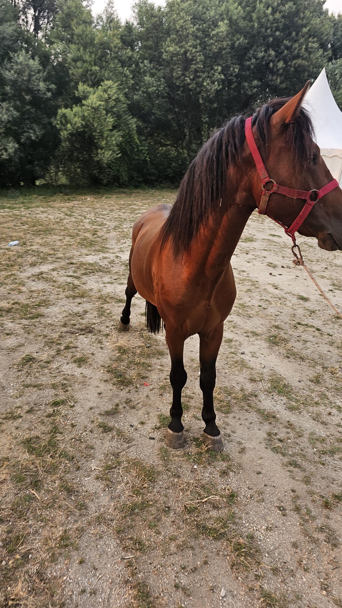 Cavalo garrano para venda ou troca